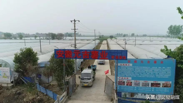 红薯致富经致富经视频_红薯致富经_种植红薯致富忙