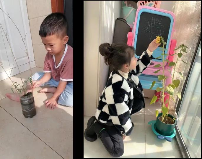 纸上种植芽苗菜致富_致富种植纸上芽苗菜怎么种_如何纸上种芽菜