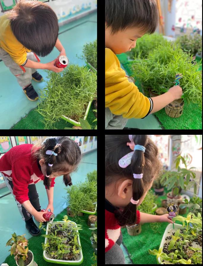 如何纸上种芽菜_致富种植纸上芽苗菜怎么种_纸上种植芽苗菜致富