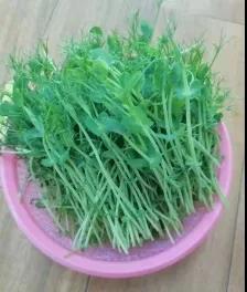 致富种植纸上芽苗菜怎么种_如何纸上种芽菜_纸上种植芽苗菜致富