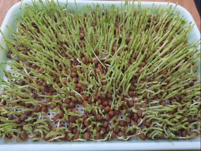 如何纸上种芽菜_致富种植纸上芽苗菜怎么种_纸上种植芽苗菜致富