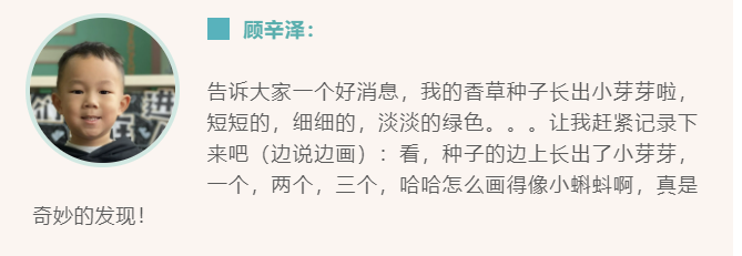 如何纸上种芽菜_纸上种植芽苗菜致富_致富种植纸上芽苗菜怎么种