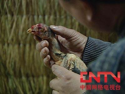 在农村养殖斗鸡赚钱吗_养殖斗鸡致富视频_林下斗鸡养殖致富经