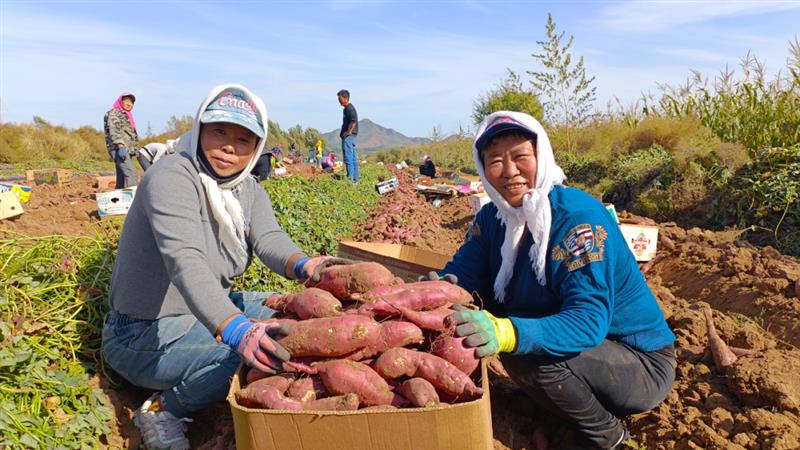 内蒙古奈曼旗青龙山镇：小甘薯种出“致富路”