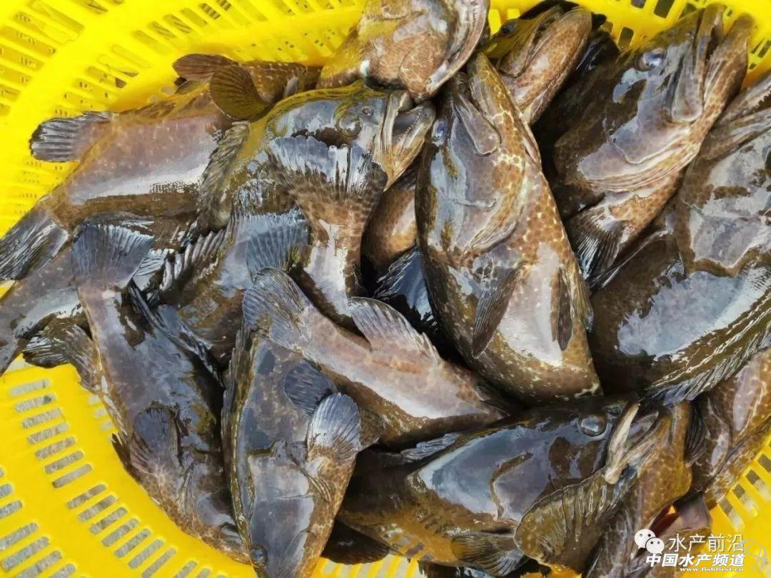 老虎斑人工养殖_老虎斑的养殖技术_老虎斑怎么养殖技术