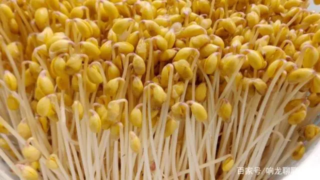 豆芽种植：家庭简易种植方法，记住这五点就够了！