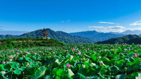 尤溪农村种植致富_农村致富种植项目_尤溪农家乐带动农民
