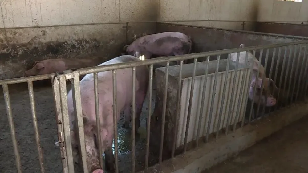 致富经豆制品_致富豆养殖种子图片_种豆养殖致富