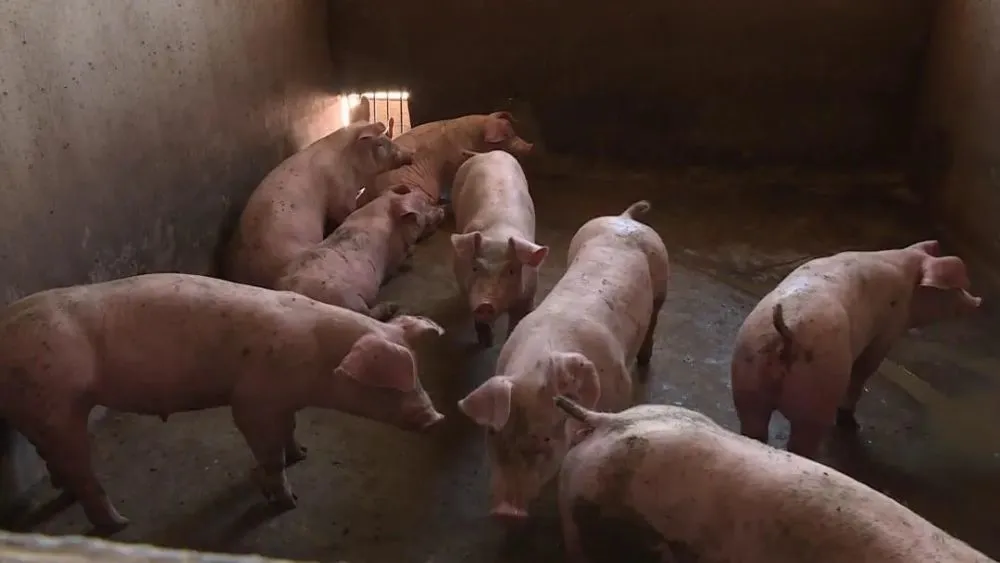 种豆养殖致富_致富豆养殖种子图片_致富经豆制品