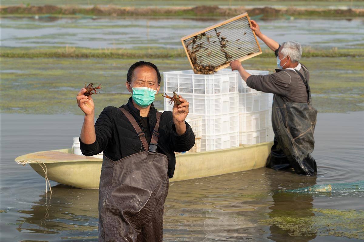 龙虾养殖水温怎么控制_龙虾养殖调水技术小结_小龙虾养殖调水技术