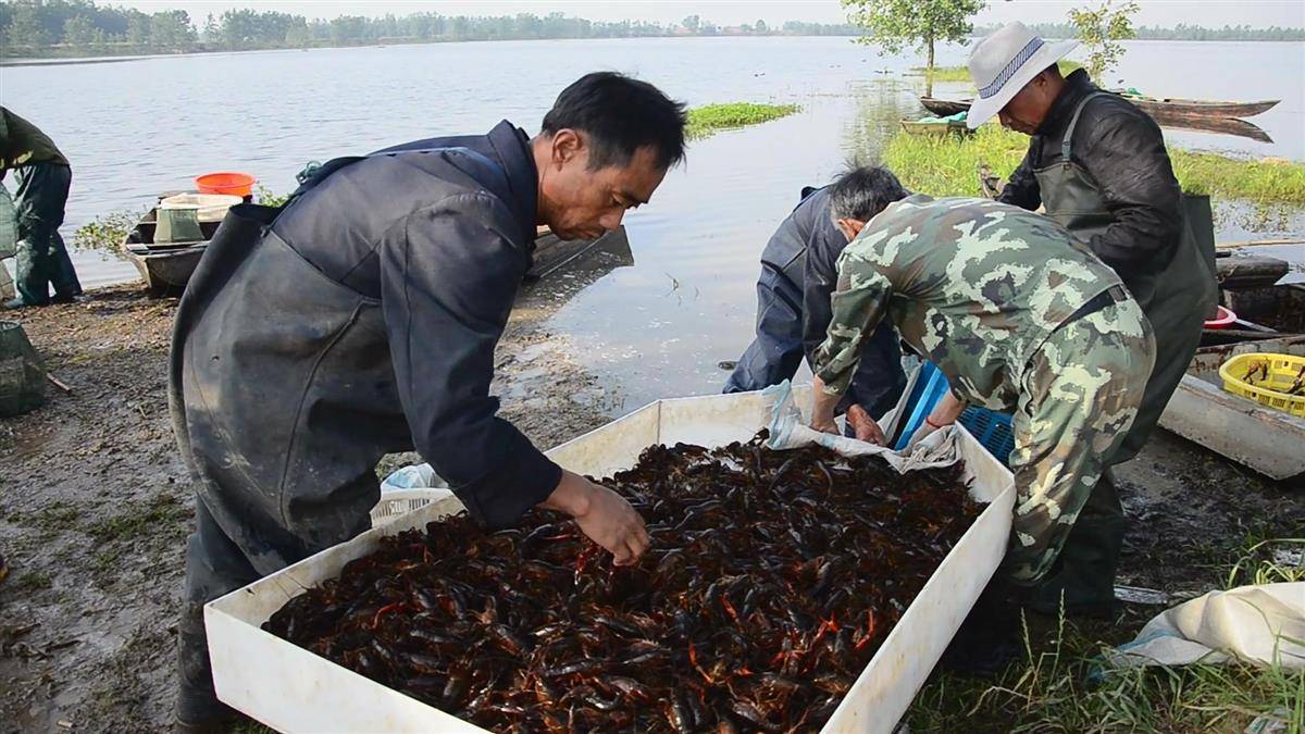 龙虾养殖调水技术小结_小龙虾养殖调水技术_龙虾养殖水温怎么控制