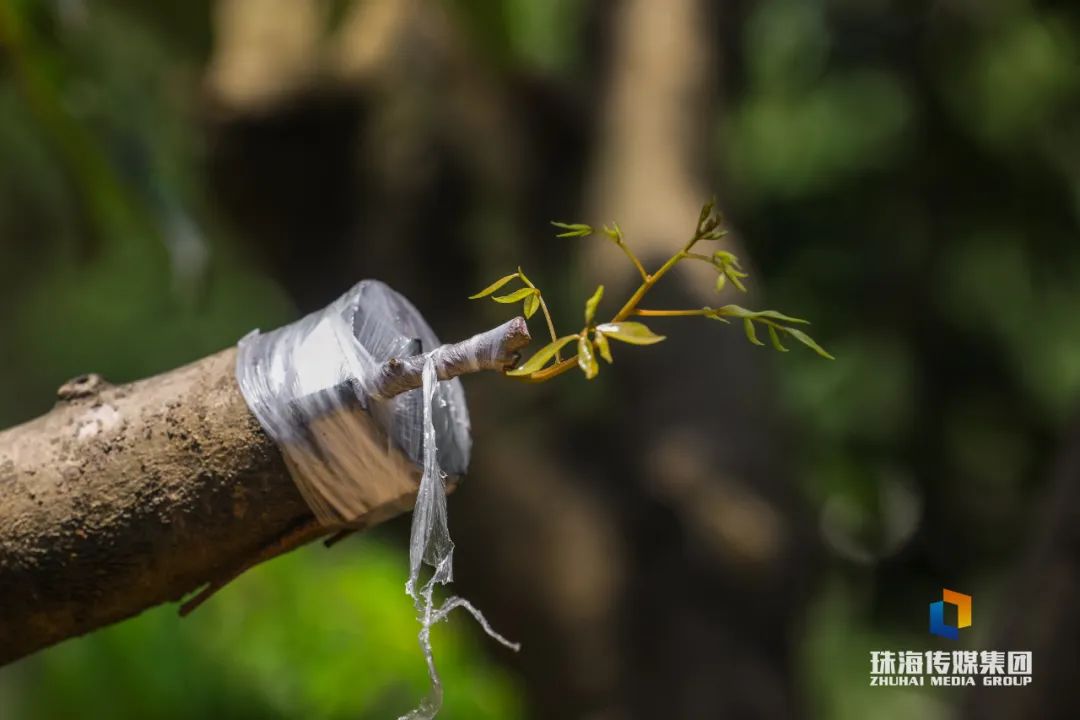 芝麻种植技术视频._芝麻种植视频农广天地_芝麻种植技术与管理视频