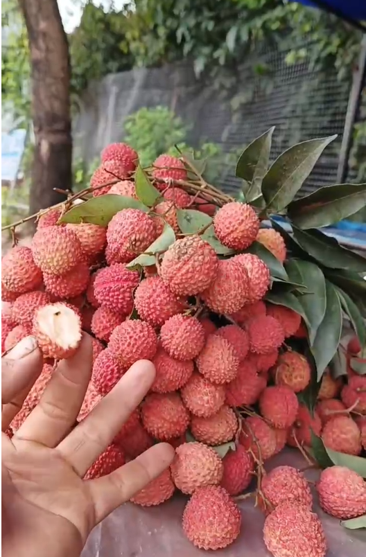 芝麻种植技术与管理视频_芝麻种植视频农广天地_芝麻种植技术视频.