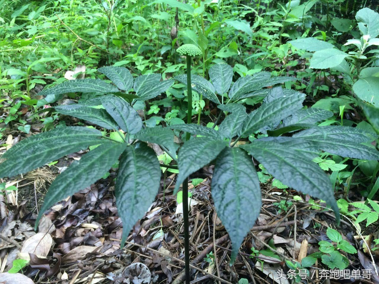 家乡这3种草“太屌”了！一斤好几百元，逆天了的农村致富农产品