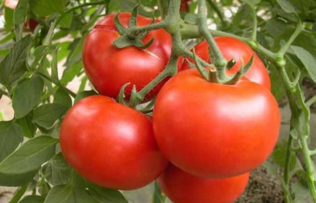 芹菜夏天种植技术要点_夏天芹菜的种植技术_芹菜夏季种植技术