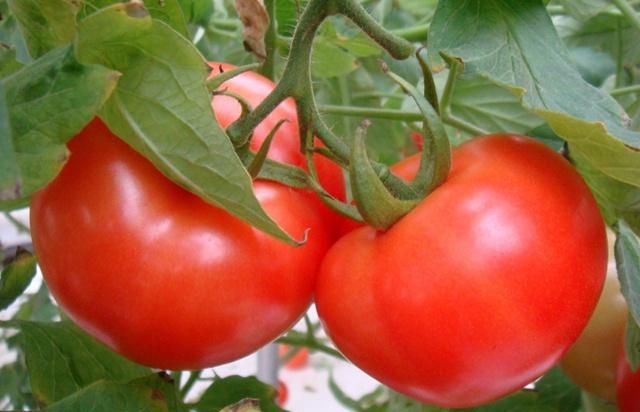 芹菜夏天种植技术要点_芹菜夏季种植技术_夏天芹菜的种植技术