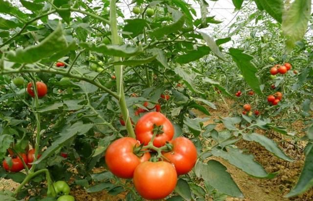 芹菜夏天种植技术要点_夏天芹菜的种植技术_芹菜夏季种植技术