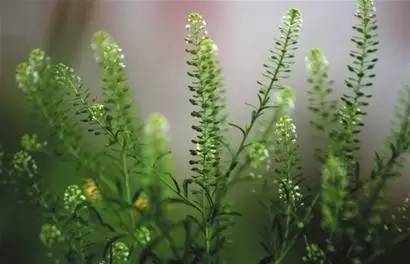 冬瓜高产种植技术视频_青皮冬瓜种_青冬瓜种植技术