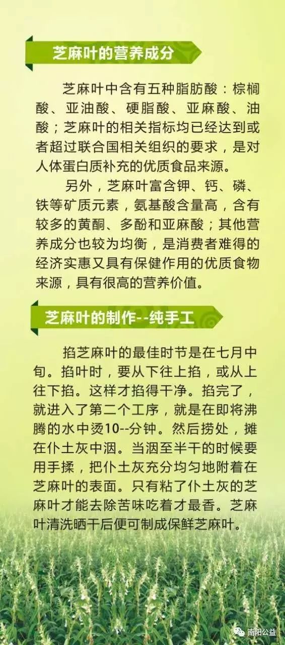 芝麻种植技术视频._怎样种植芝麻视频_芝麻种植技术与管理视频