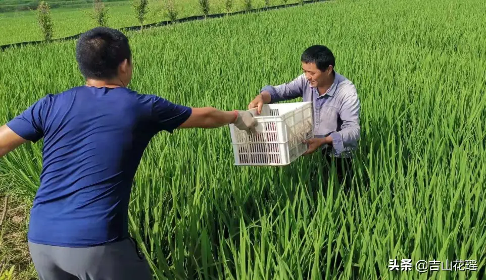 龙虾养殖水位多深好_小龙虾养殖调水技术_龙虾养殖调水技术小视频