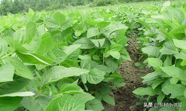 冰草种植技术视频_冰草种植视频教程_冰草种植方法