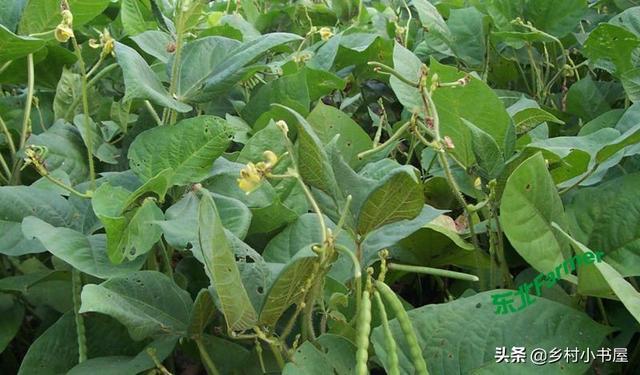 冰草种植技术视频_冰草种植视频教程_冰草种植方法