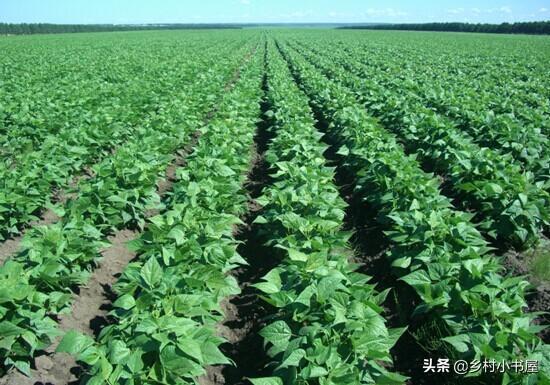 冰草种植方法_冰草种植技术视频_冰草种植视频教程