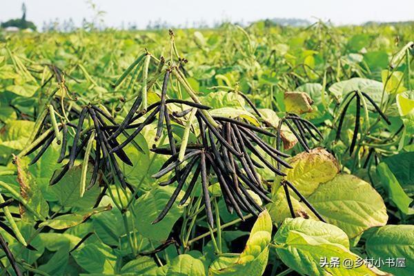 冰草种植视频教程_冰草种植技术视频_冰草种植方法