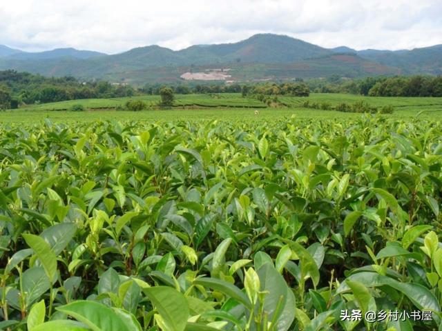 冰草种植视频教程_冰草种植技术视频_冰草种植方法