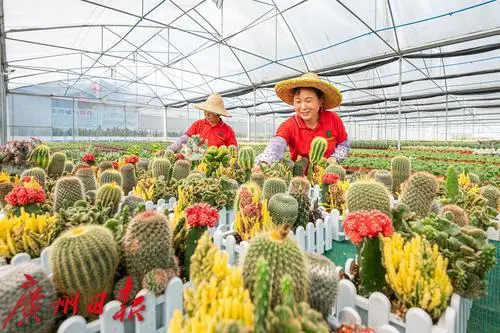 盆栽柑橘的种植技术_盆栽柑橘的种植方法和技术_盆栽柑橘种植技术与管理