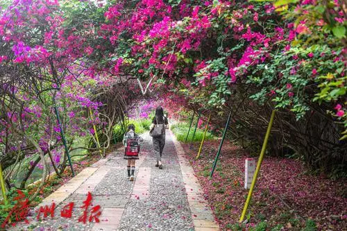 盆栽柑橘的种植技术_盆栽柑橘的种植方法和技术_盆栽柑橘种植技术与管理