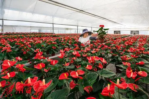 盆栽柑橘的种植方法和技术_盆栽柑橘的种植技术_盆栽柑橘种植技术与管理