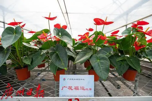 盆栽柑橘的种植方法和技术_盆栽柑橘的种植技术_盆栽柑橘种植技术与管理