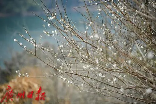盆栽柑橘的种植技术_盆栽柑橘种植技术与管理_盆栽柑橘的种植方法和技术