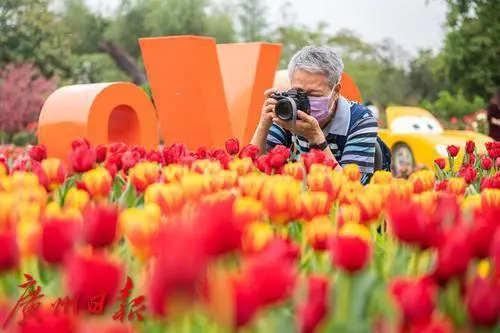 盆栽柑橘的种植方法和技术_盆栽柑橘种植技术与管理_盆栽柑橘的种植技术
