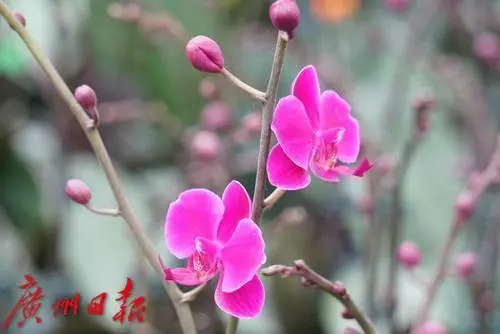 盆栽柑橘种植技术与管理_盆栽柑橘的种植方法和技术_盆栽柑橘的种植技术