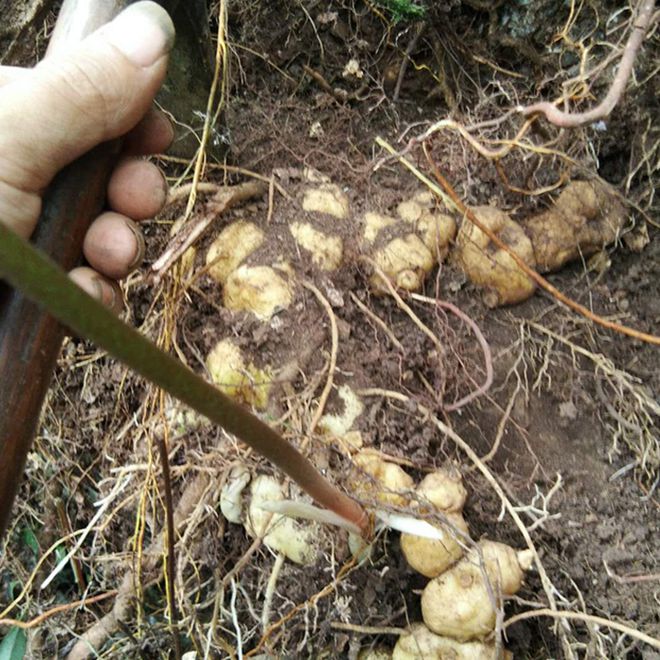 冰草种植技术视频_怎样种植冰草视频_冰草种植方法