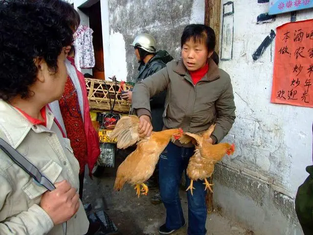 养殖土公鸡的利润_养土公鸡能赚钱吗_致富经养土公鸡的人