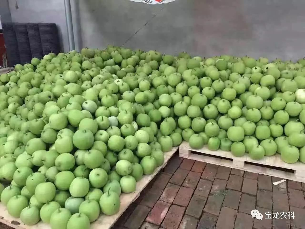 冬瓜种植高产技术_青冬瓜亩产量_青冬瓜种植技术