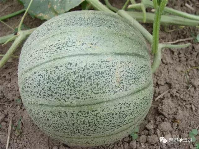 露天种甜瓜怎么搭架视频_露天甜瓜种植技术视频_露天爬地甜瓜种植