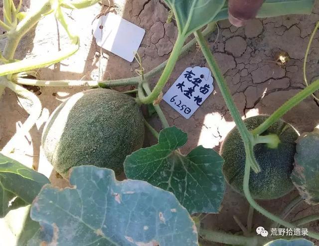 露天爬地甜瓜种植_露天甜瓜种植技术视频_露天种甜瓜怎么搭架视频