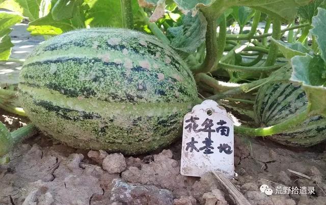 露天种甜瓜怎么搭架视频_露天爬地甜瓜种植_露天甜瓜种植技术视频