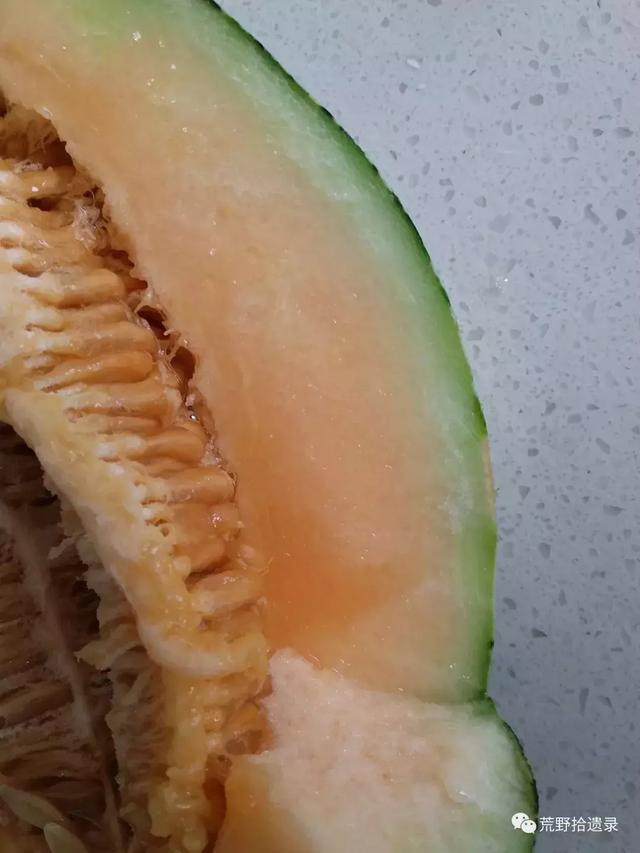 露天爬地甜瓜种植_露天甜瓜种植技术视频_露天种甜瓜怎么搭架视频