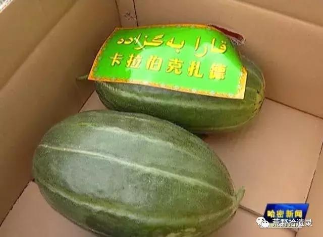 露天甜瓜种植技术视频_露天种甜瓜怎么搭架视频_露天爬地甜瓜种植