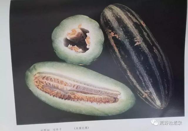 露天甜瓜种植技术视频_露天种甜瓜怎么搭架视频_露天爬地甜瓜种植