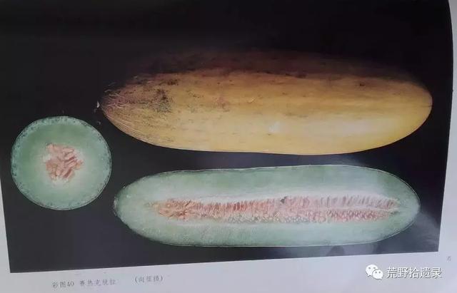 露天甜瓜种植技术视频_露天种甜瓜怎么搭架视频_露天爬地甜瓜种植