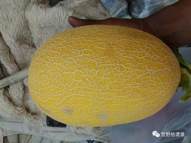 露天种甜瓜怎么搭架视频_露天甜瓜种植技术视频_露天爬地甜瓜种植
