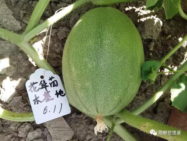 露天甜瓜种植技术视频_露天爬地甜瓜种植_露天种甜瓜怎么搭架视频