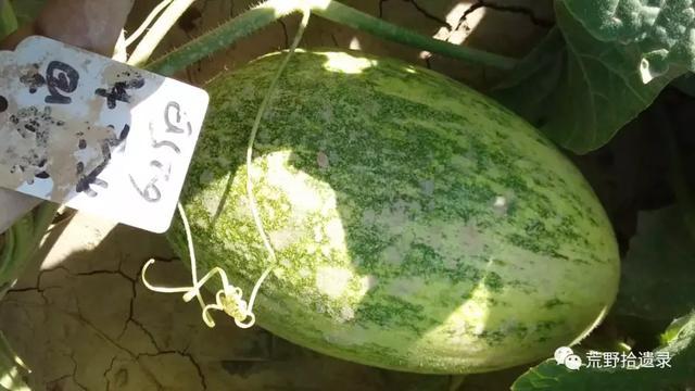 露天种甜瓜怎么搭架视频_露天爬地甜瓜种植_露天甜瓜种植技术视频