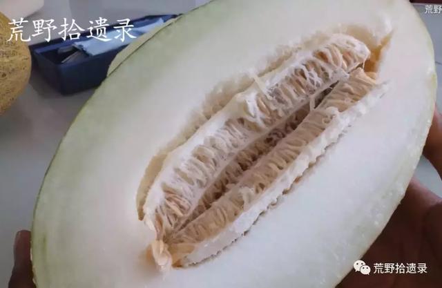 露天甜瓜种植技术视频_露天爬地甜瓜种植_露天种甜瓜怎么搭架视频